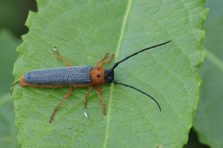 Oberea oculata &copy; Marc Corail