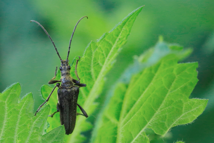 Oxymirus cursor &copy; Marc Corail