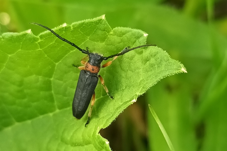 Phytoecia affinis &copy; Marc Corail