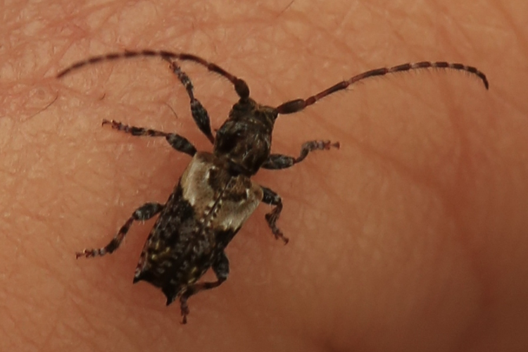 Pogonocherus hispidus &copy; Marc Corail