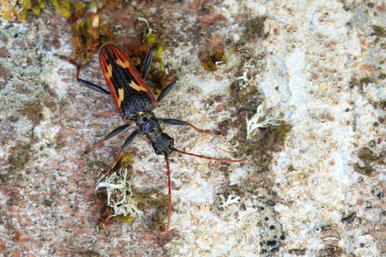 Rhagium bifasciatum &copy; Marc Corail