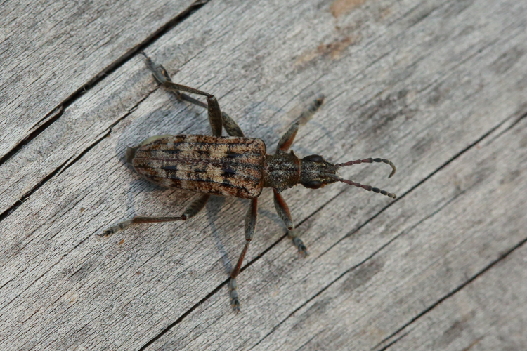 Rhagium inquisitor &copy; Marc Corail