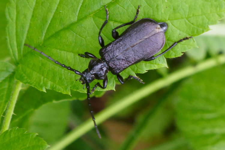 Ropalopus ungaricus &copy; Marc Corail