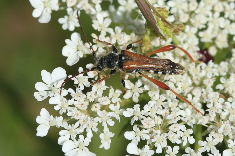 Stenopterus rufus &copy; Marc Corail