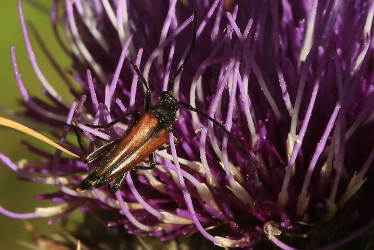 Stenurella melanura &copy; Marc Corail