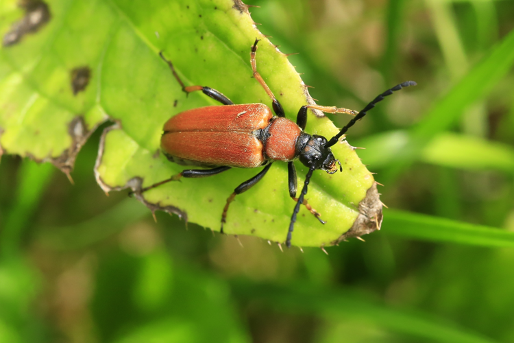 Stictoleptura rubra &copy; Marc Corail