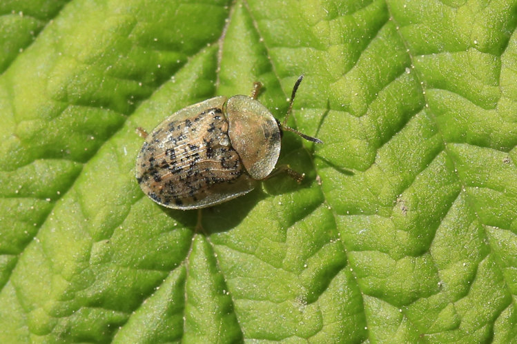 Cassida nebulosa &copy; Marc Corail