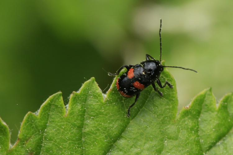 Cryptocephalus sinuatus &copy; Marc Corail