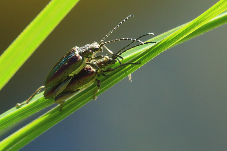 Donacia aquatica &copy; Marc Corail
