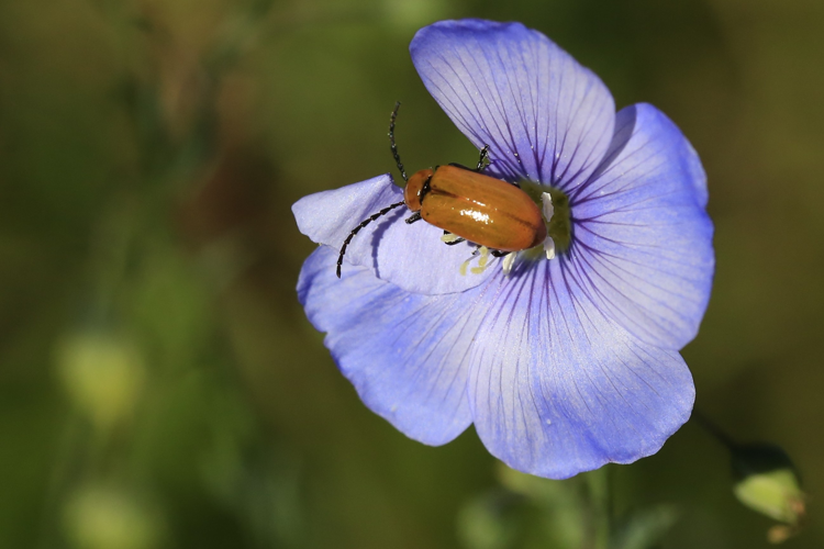 Exosoma lusitanicum &copy; Marc Corail