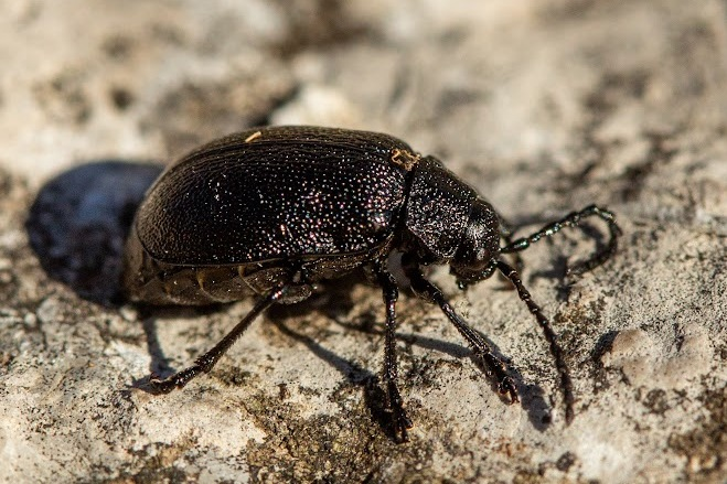 Galeruca tanaceti &copy; Marc Corail