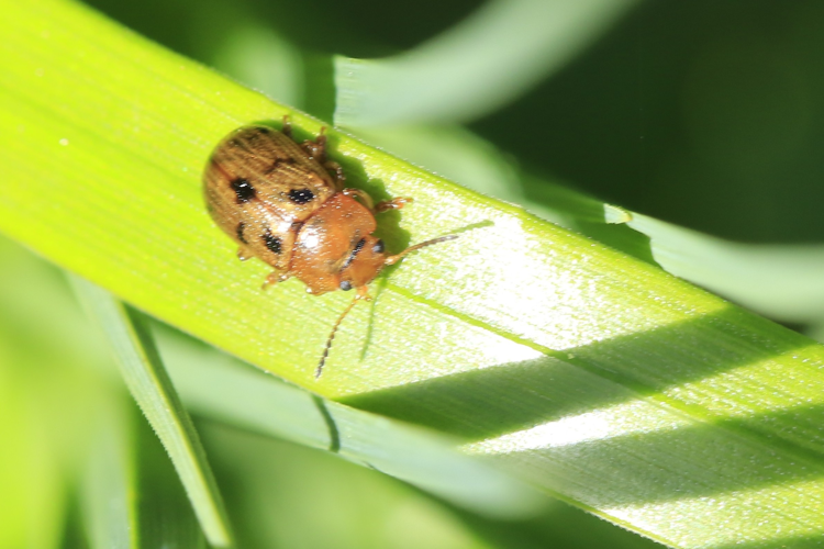 Gonioctena quinquepunctata &copy; Marc Corail