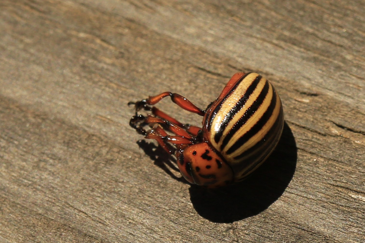 Leptinotarsa decemlineata &copy; Marc Corail