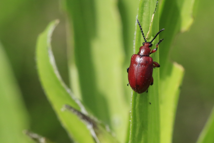 Lilioceris merdigera &copy; Marc Corail