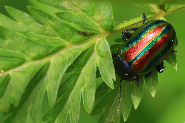 Oreina speciosa &copy; Marc Corail