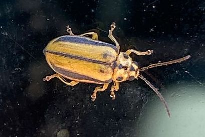 Xanthogaleruca luteola &copy; Olivier Ariey Jouglard