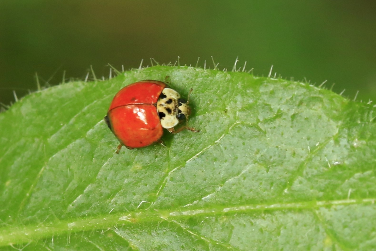 Adalia decempunctata &copy; Marc Corail