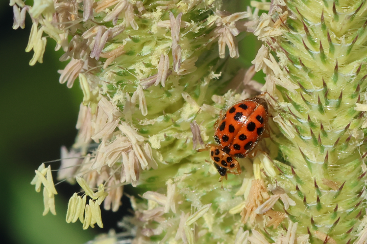 Anisosticta novemdecimpunctata &copy; Marc Corail