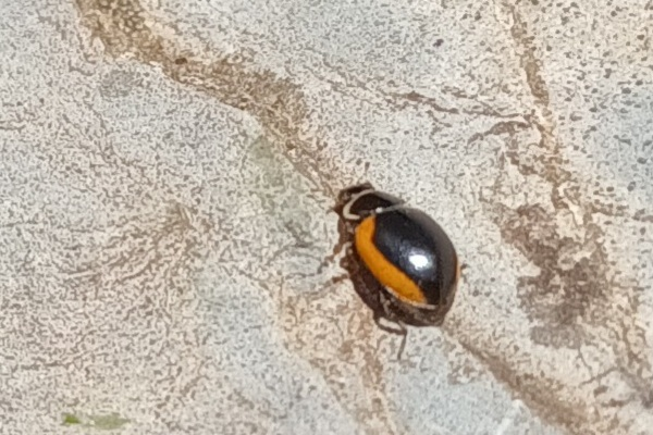 Ceratomegilla rufocincta &copy; Marc Corail