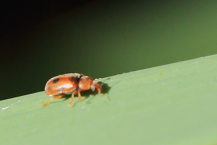 Coccidula scutellata &copy; Marc Corail
