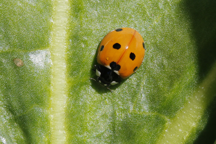 Coccinella magnifica &copy; Marc Corail