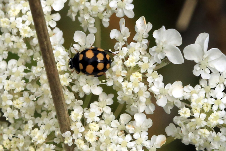 Coccinula quatuordecimpustulata &copy; Marc Corail