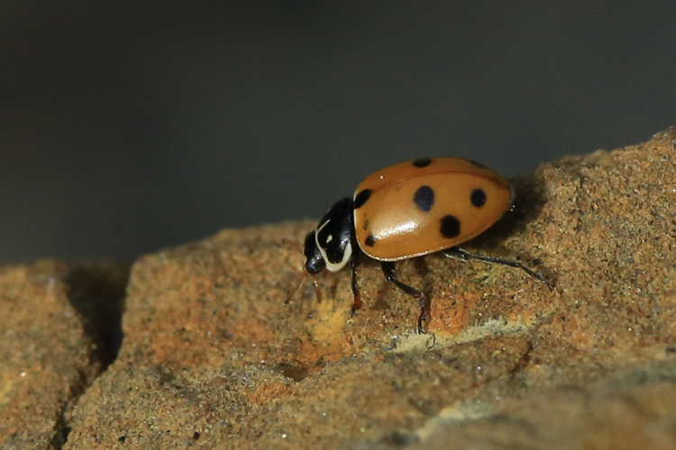 Hippodamia variegata &copy; Marc Corail