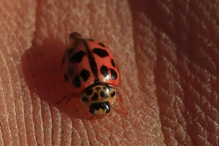 Oenopia conglobata &copy; Marc Corail