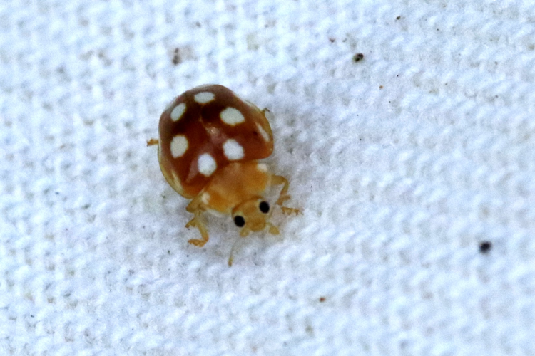 Vibidia duodecimguttata &copy; Marc Corail