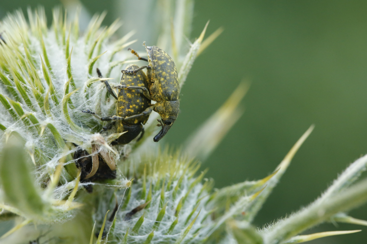 Larinus sturnus &copy; Marc Corail