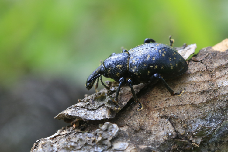 Liparus germanus &copy; Marc Corail