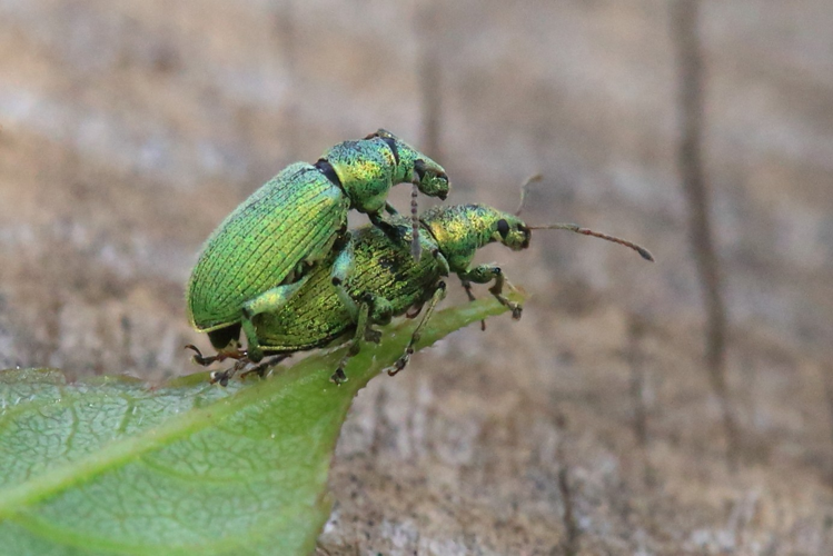 Phyllobius arborator &copy; Marc Corail