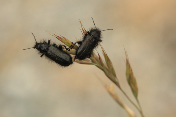 Enicopus pilosus &copy; Marc Corail