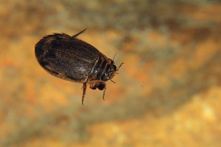 Acilius sulcatus &copy; Marc Corail