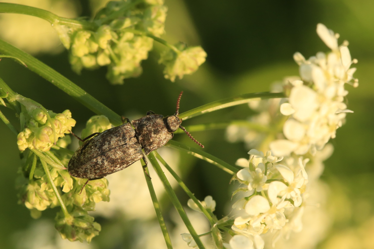 Agrypnus murinu &copy; Marc Corail