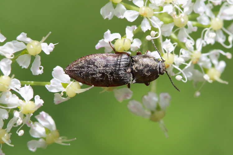 Prosternon tessellatum &copy; Marc Corail