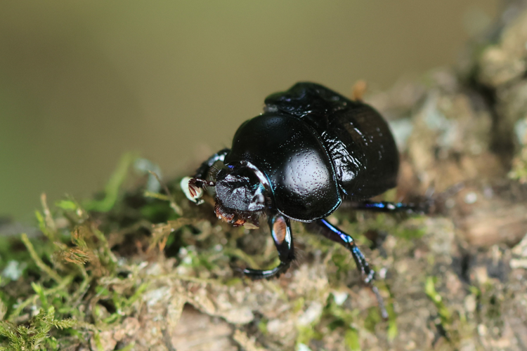 Anoplotrupes stercorosus &copy; Marc Corail