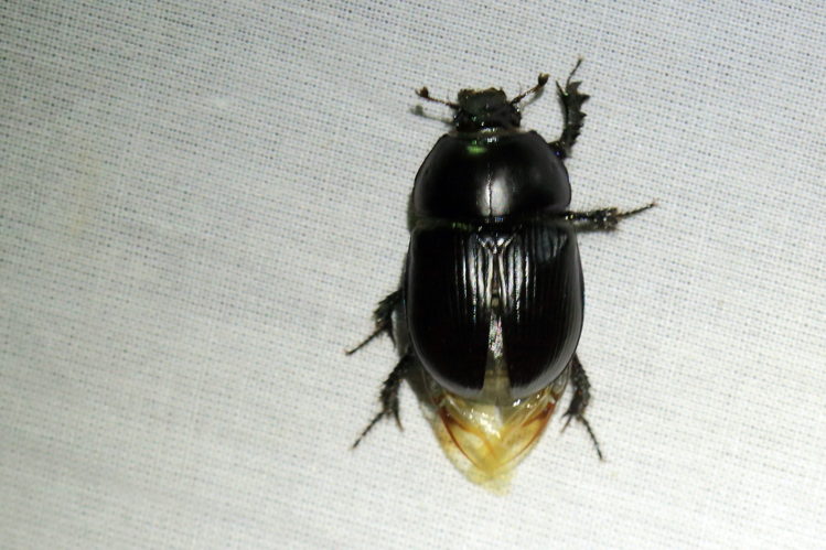 Geotrupes mutator &copy; Marc Corail