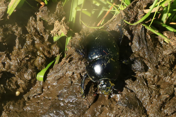 Geotrupes stercorarius &copy; Marc Corail