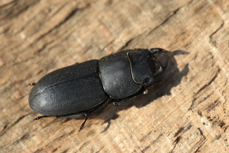 Dorcus parallelipipedus &copy; Marc Corail