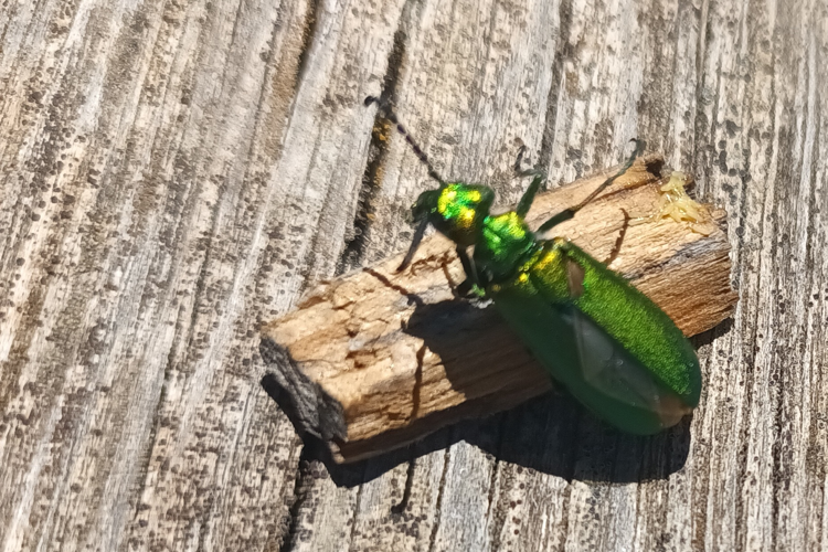 Lytta vesicatoria &copy; Marc Corail