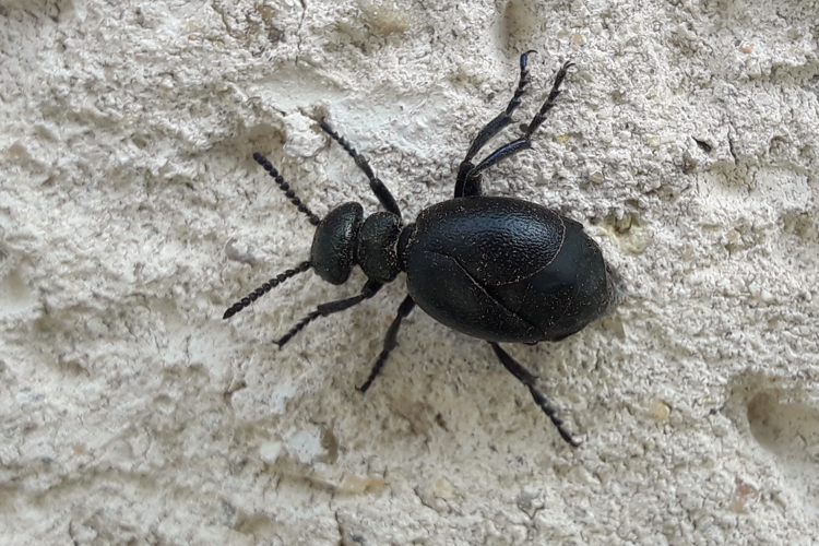 Eurymeloe brevicollis &copy; Marc Corail