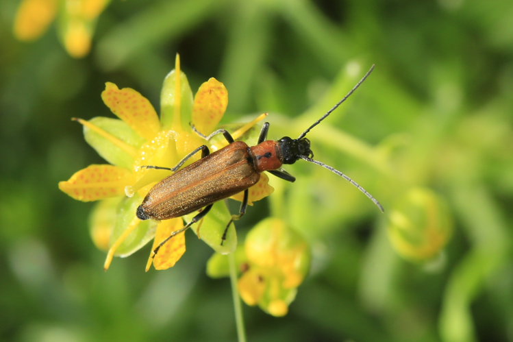 Anogcodes rufiventris &copy; Marc Corail