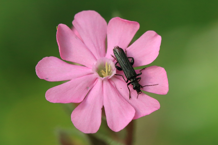 Oedemera tristis &copy; Marc Corail