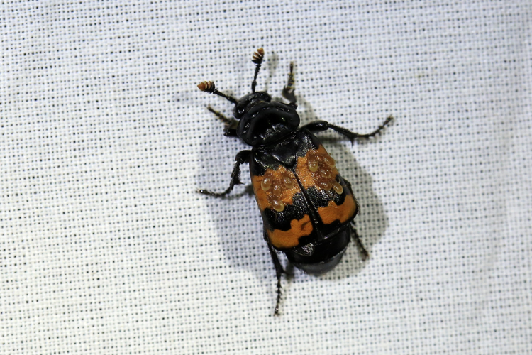 Nicrophorus investigator &copy; Marc Corail