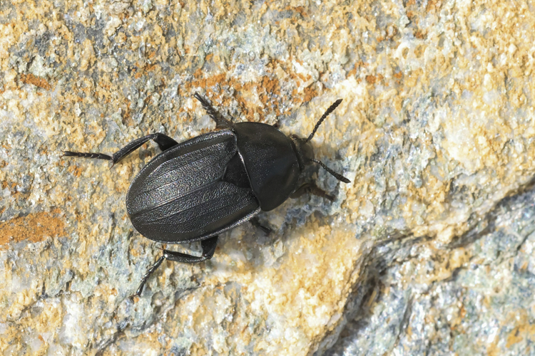 Silpha tyrolensis &copy; Marc Corail