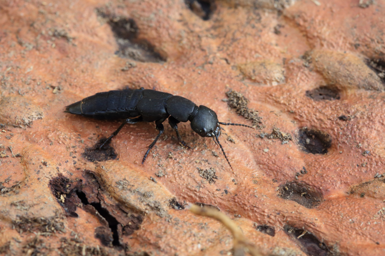 Ocypus olens &copy; Marc Corail