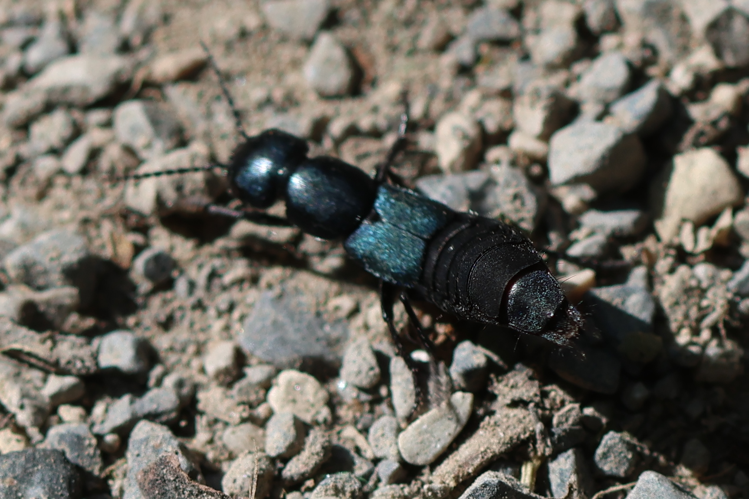Ocypus ophthalmicus &copy; marc Corail