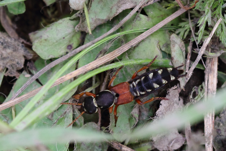 Staphylinus caesareus &copy; Marc Corail