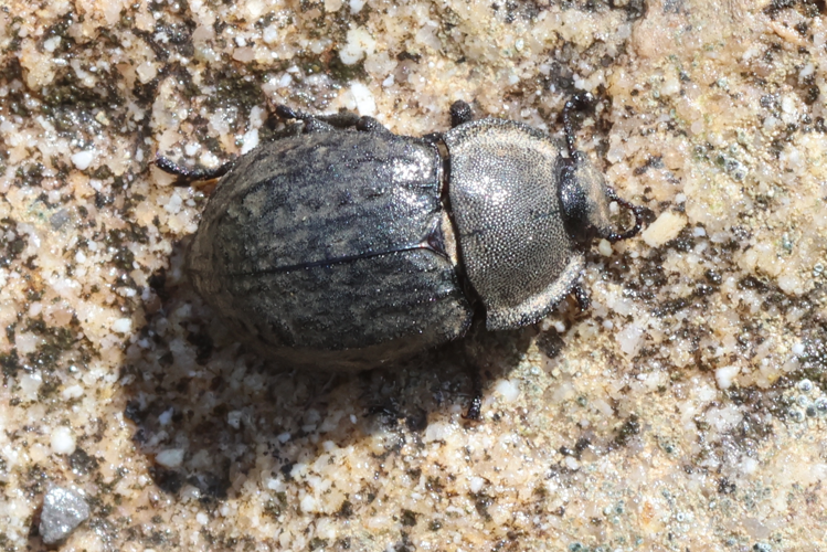 Asida sabulosa &copy; Marc Corail